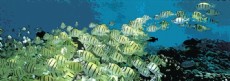+ DETALHES DA OBRA Peixes em Cardume
